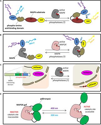 Cellular Complexity in MAPK Signaling in Plants: Questions and Emerging Tools to Answer Them